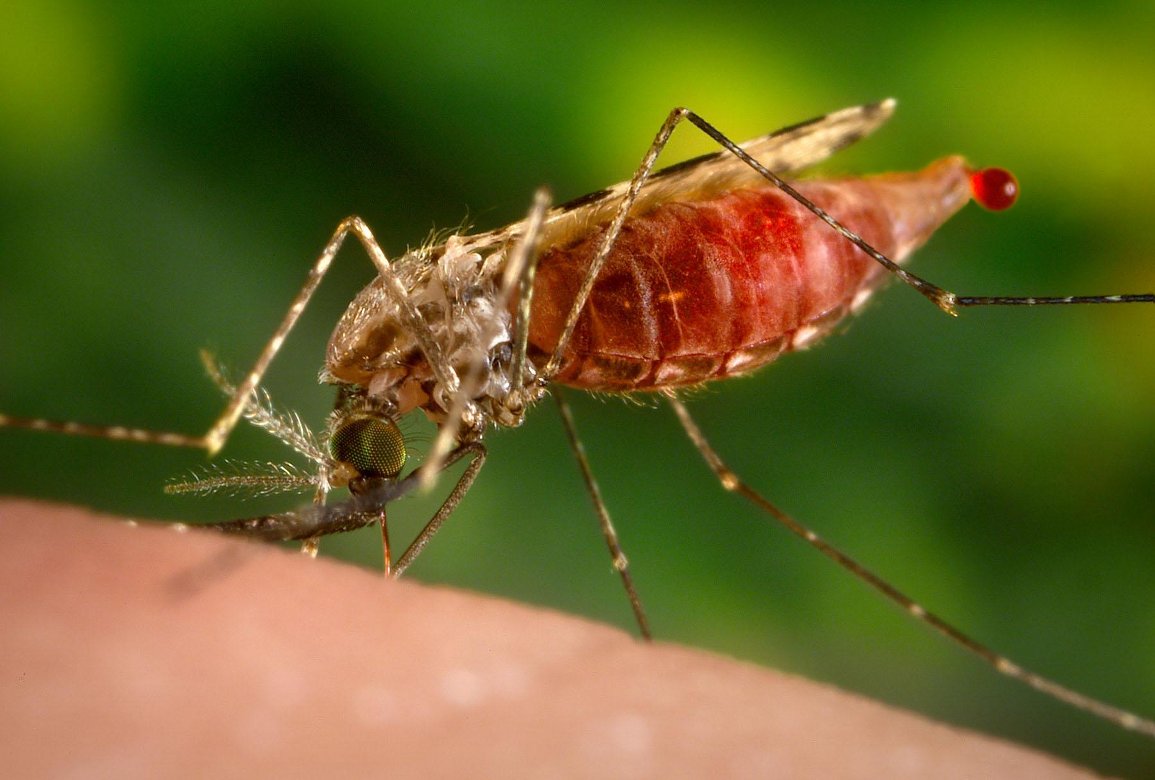 Dimanakah nyamuk malaria berkembang biak